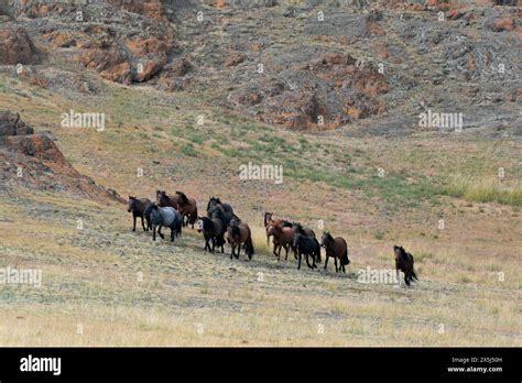  Arhor Grassland: Where Horses Roam Free and the Sky Stretches Forever!