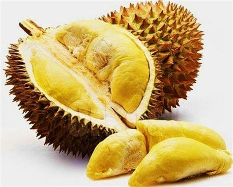 Durian World! A Tropical Paradise Dedicated To The King of Fruits