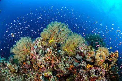 Tubbataha Reefs Natural Park: A Kaleidoscope of Marine Life and Pristine Underwater Beauty!